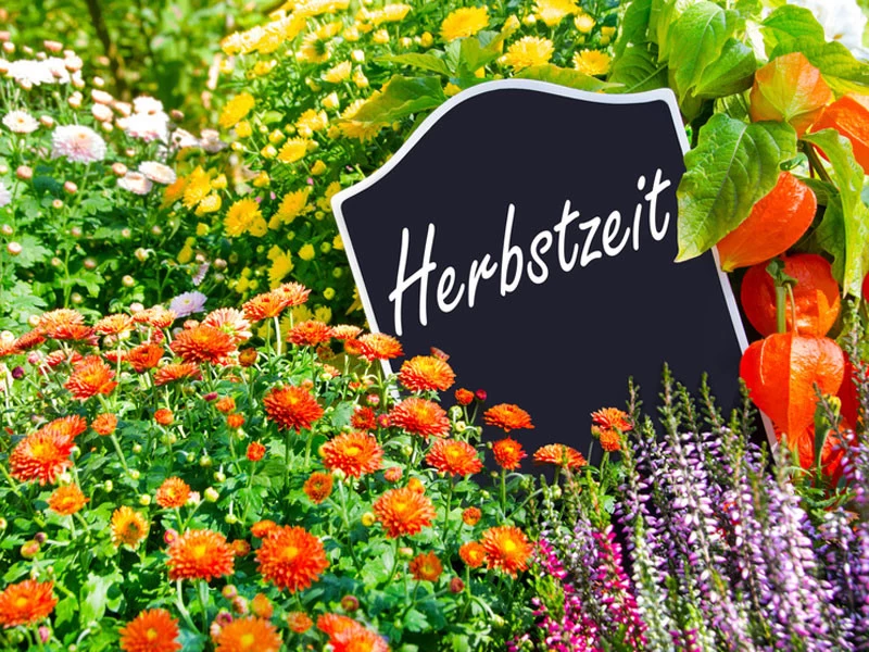 Herbstblüher - 5 Sorten (12 Pflanzen) 3 Herbstblüher - 5 Sorten (12 Pflanzen)