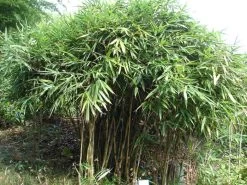 Pseudosasa Japonica, Pfeil-Bambus 9 Pseudosasa Japonica, Pfeil-Bambus -Gartenpflanzen Strauch Pfeil Bambus 1280x1280