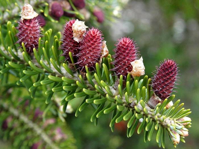 Abies Koreana, Korea-Tanne 4 Abies Koreana, Korea-Tanne – Bild 2