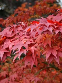 Acer Palmatum 'Atropurpureum', FĂ€cherahorn - Hochstamm