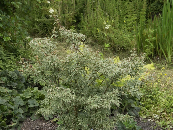Acer Palmatum 'Butterfly', Japanischer Schmetterlingsahorn 4 Acer Palmatum 'Butterfly', Japanischer Schmetterlingsahorn – Bild 2