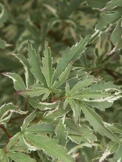 Acer Palmatum 'Butterfly', Japanischer Schmetterlingsahorn