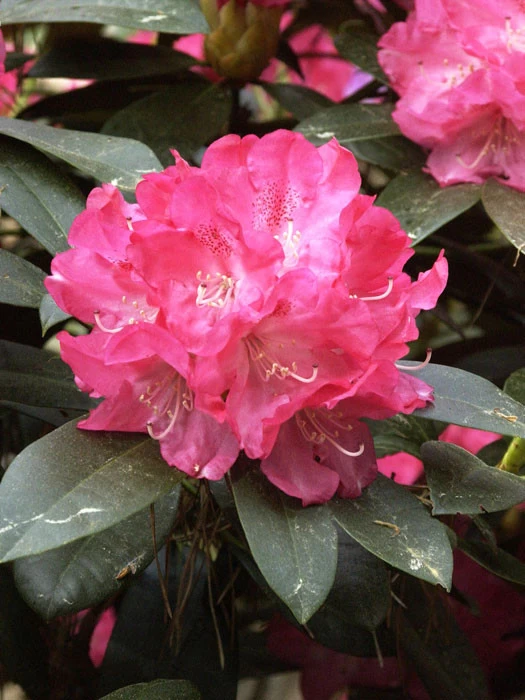 Rhododendron Yakushimanum 'Anuschka' 3 Rhododendron Yakushimanum 'Anuschka'