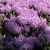 Rhododendron 'Catawbiense Grandiflorum' 1 Rhododendron 'Catawbiense Grandiflorum' -Gartenpflanzen alpenrose catawbiense 1280x1280