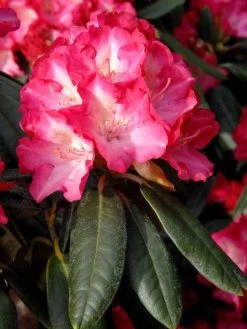 Rhododendron Yakushimanum 'Fantastica'