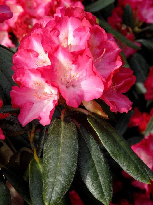 Rhododendron Yakushimanum 'Fantastica' 3 Rhododendron Yakushimanum 'Fantastica'