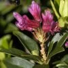 Rhododendron Ferrugineum, Heimische Alpenrose -Gartenpflanzen alpenrose ferrugineum 1280x1280