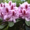 Rhododendron 'Furnivall's Daughter' INKARHO® -Gartenpflanzen alpenrose furnivall555997279672e 1280x1280