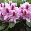 Rhododendron 'Furnivall's Daughter'