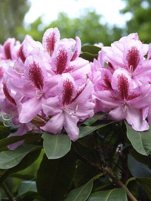 Rhododendron 'Furnivall's Daughter' 3 Rhododendron 'Furnivall's Daughter'