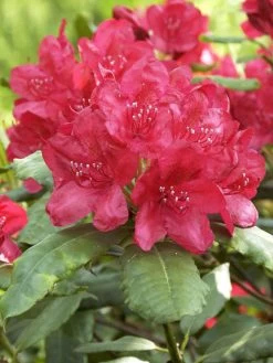 Rhododendron 'Hachmanns Feuerschein' INKARHO®,