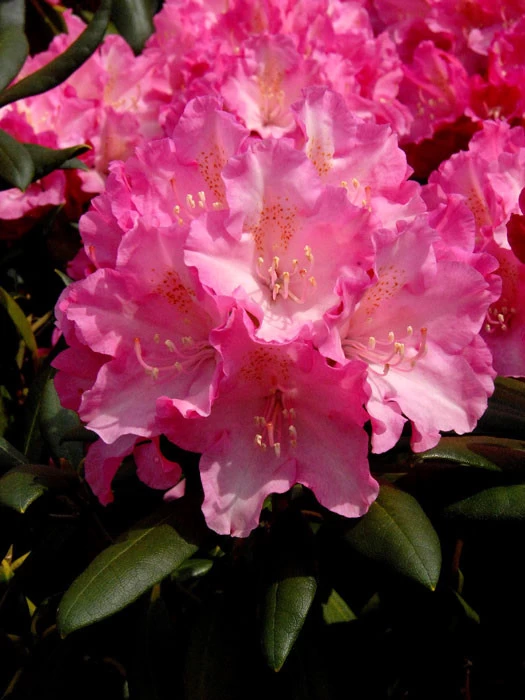 Rhododendron Yakushimanum 'Kalinka' 3 Rhododendron Yakushimanum 'Kalinka'