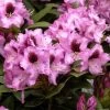 Rhododendron 'Kokardia' -Gartenpflanzen alpenrose kokardia 1280x1280