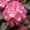 Rhododendron Yakushimanum 'Marlis' 2 Rhododendron Yakushimanum 'Marlis' -Gartenpflanzen alpenrose marlis 1280x1280
