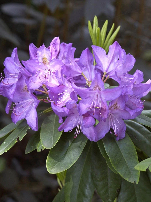 Rhododendron 'Purpureum Grandiflorum' 3 Rhododendron 'Purpureum Grandiflorum'