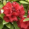 Rhododendron 'Red Jack' 1 Rhododendron 'Red Jack' -Gartenpflanzen alpenrose red jack 1280x1280