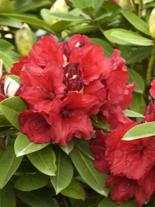 Rhododendron 'Red Jack' 3 Rhododendron 'Red Jack'