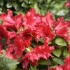 Rhododendron Repens 'Scarlet Wonder' -Gartenpflanzen alpenrose scarlet wonder 1280x1280