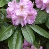 Rhododendron 'Scintillation' 1 Rhododendron 'Scintillation' -Gartenpflanzen alpenrose scintillation 1280x1280