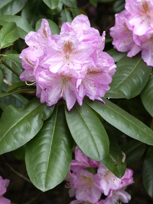 Rhododendron 'Scintillation' 3 Rhododendron 'Scintillation'
