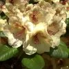 Rhododendron 'Viscy' -Gartenpflanzen alpenrose viscy 1280x1280