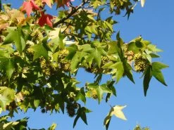 Liquidambar Styraciflua, Amberbaum -Gartenpflanzen amberbaum blatt 1280x1280