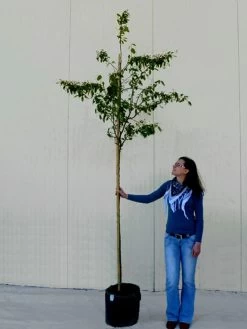 Amelanchier Lamarckii, Felsenbirne - Hochstamm 13 Amelanchier Lamarckii, Felsenbirne - Hochstamm -Gartenpflanzen amelanchier lamarckii 1280x1280