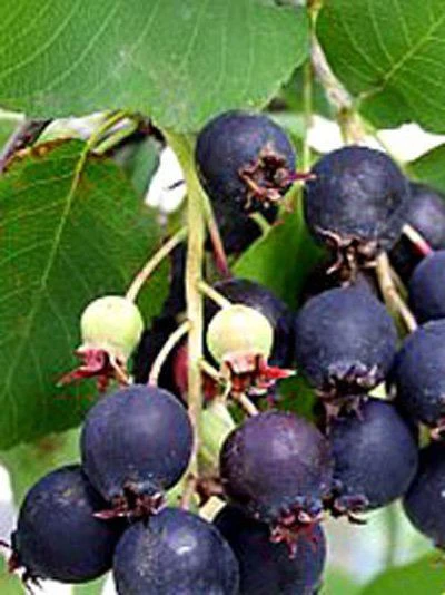 Amelanchier Alnifolia 'Obelisk', Säulen-Felsenbirne 6 Amelanchier Alnifolia 'Obelisk', Säulen-Felsenbirne – Bild 4