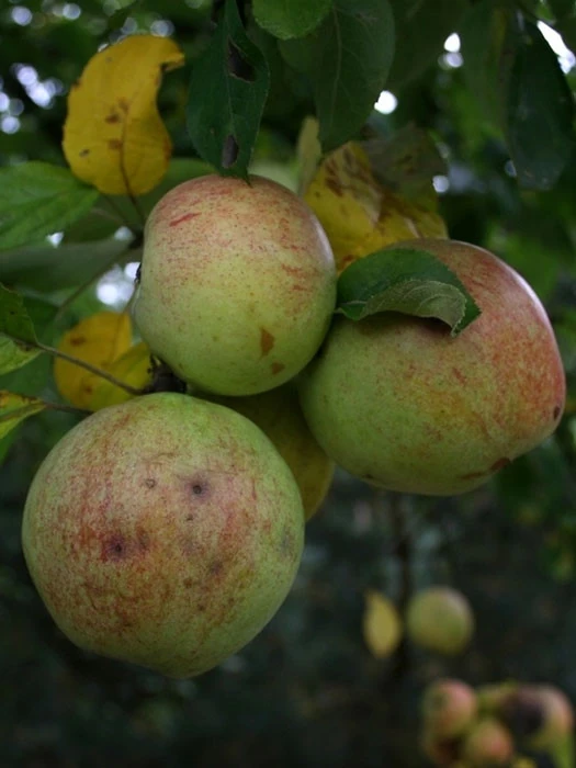 Apfel Bohnapfel 3 Apfel Bohnapfel