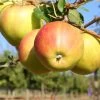 Herbstapfel 'Tramin' -Gartenpflanzen apfel tramin5a9d3b474505c 1280x1280