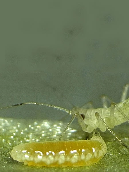 Aphidoletes-Gallmücke (Art.Nr. KB4046) 4 Aphidoletes-Gallmücke (Art.Nr. KB4046) – Bild 2