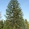 Araucaria Araucana, Chilenische Schmucktanne -Gartenpflanzen araucaria araucana 1280x1280
