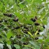 Aronia Melanocarpa, Wilde Apfelbeere -Gartenpflanzen aronia melanocarpa fruechte 1280x1280