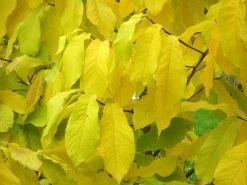 Indianerbanane (PauPau, PawPaw) -Gartenpflanzen asimina triloba herbst 1280x1280