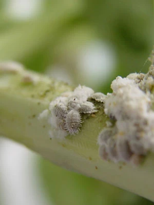 Australischer Marienkäfer (Art.Nr. KB3006) 4 Australischer Marienkäfer (Art.Nr. KB3006) – Bild 2