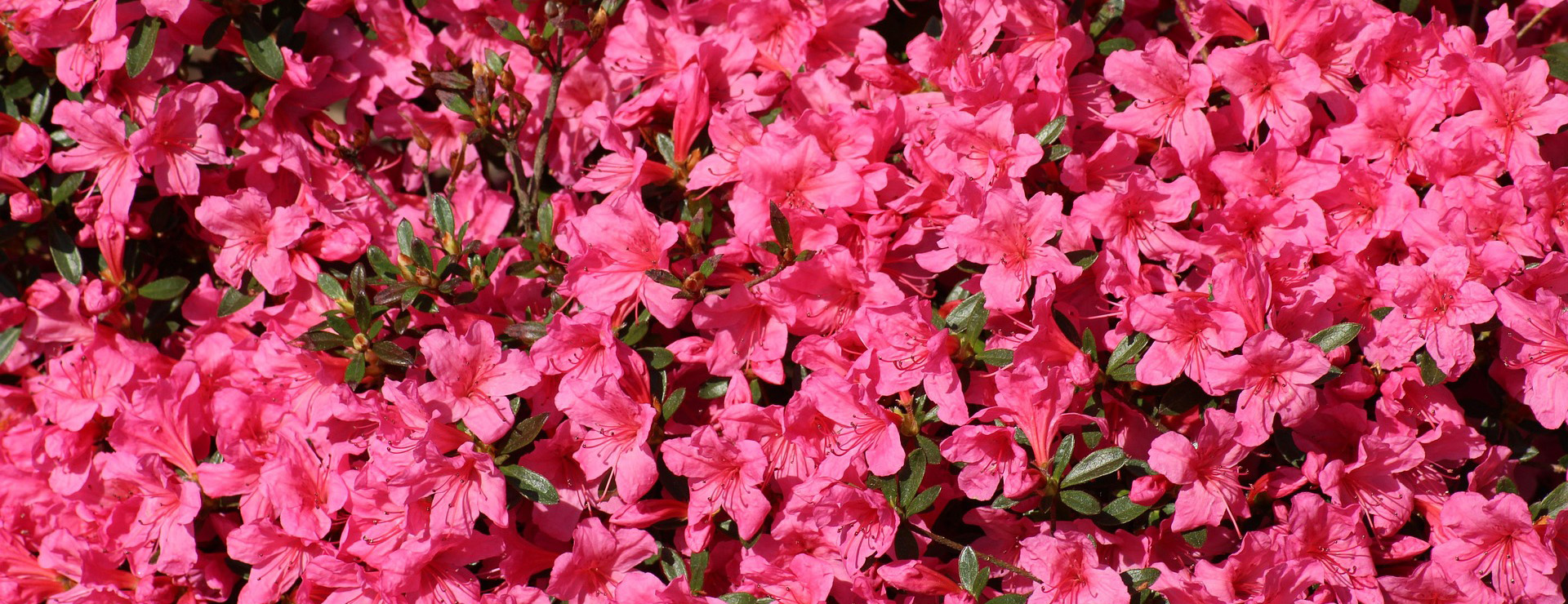 Titelseite 4 Titelseite -Gartenpflanzen azalea 3363193 1920