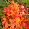 Rhododendron Luteum 'Coccinea Speciosa', Sommergrüne Japanische Gartenazalee -Gartenpflanzen azalee coccinea speciosa 1280x1280