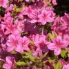 Rhododendron Obtusum 'Rosalind', Wintergrüne Japanische Gartenazalee -Gartenpflanzen azalee rosalind 1280x1280