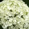 Hydrangea Arborescens 'Annabelle', Ball-Hortensie -Gartenpflanzen ball hortensie annabelle 1280x1280