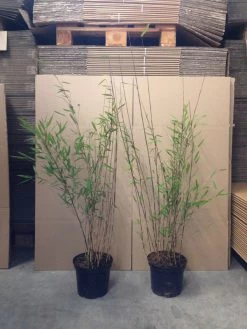 Fargesia Nitida 'Black Pearl' - Glänzender Schirm-Bambus -Gartenpflanzen bambus black pearl 1280x1280