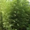 Phyllostachys Nigra 'Boryana', Tigerstreifenbambus - XXL- Produkt 1 Phyllostachys Nigra 'Boryana', Tigerstreifenbambus - XXL- Produkt -Gartenpflanzen bambus boryana 1280x1280