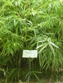 Pleioblastus Chino 'Elegantissima', Buntblättriger Edelbambus