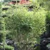 Fargesia Murielae 'Tiny', Schirmbambus -Gartenpflanzen bambus tiny stimmung 1280x1280
