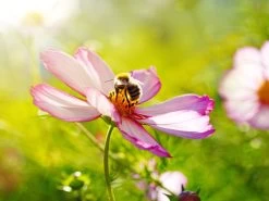 Staudensortiment Für Bienenweiden