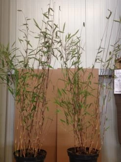 Fargesia Nitida 'Black Pearl' - Glänzender Schirm-Bambus -Gartenpflanzen black pearl pflanze 1280x1280