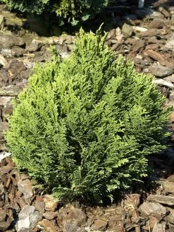Chamaecyparis Lawsoniana 'Minima Glauca', Blaue Zwergzypresse