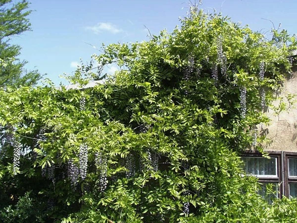 Wisteria Floribunda 'Macrobotrys', Blauregen 4 Wisteria Floribunda 'Macrobotrys', Blauregen – Bild 2