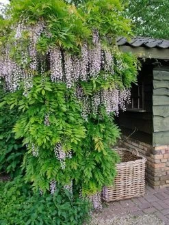 Wisteria Floribunda 'Pink Ice' ('Honbeni'), Blauregen