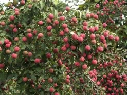Cornus Kousa Chinensis, Chinesischer Blumenhartriegel 8 Cornus Kousa Chinensis, Chinesischer Blumenhartriegel -Gartenpflanzen blumenhartriegel frucht55599c54e5e89 1280x1280