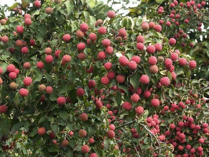 Cornus Kousa Chinensis, Chinesischer Blumenhartriegel 5 Cornus Kousa Chinensis, Chinesischer Blumenhartriegel – Bild 3